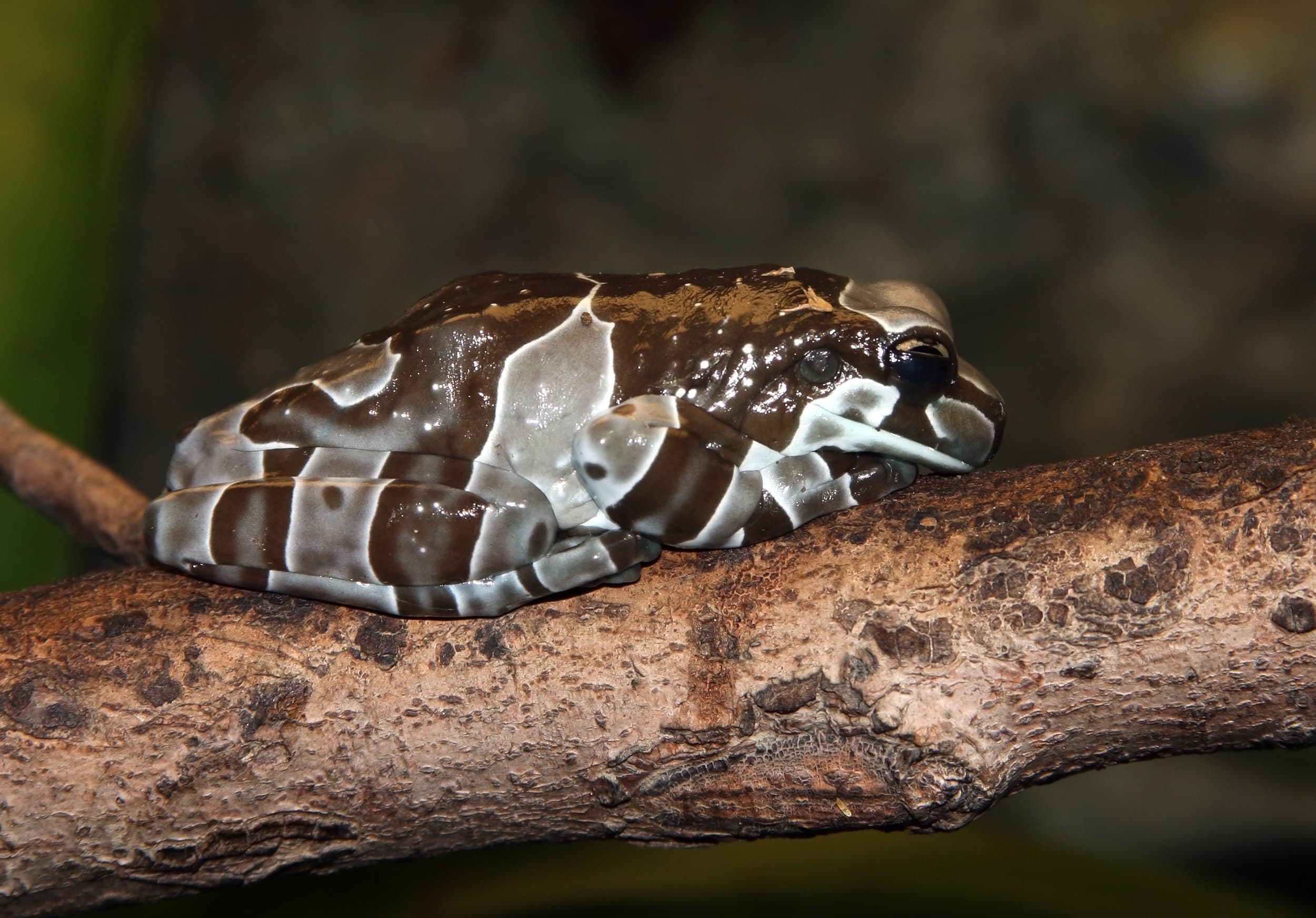 Trachycephalus resinifictrix 