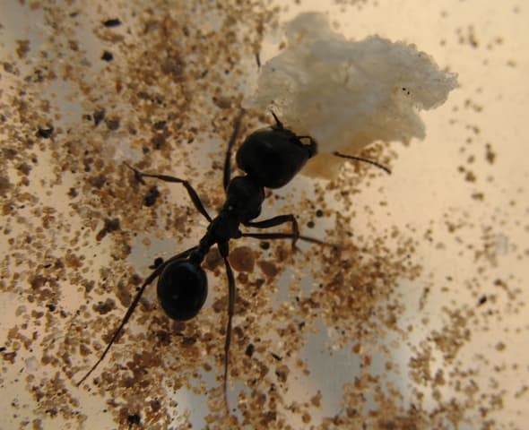 Messor arenarius