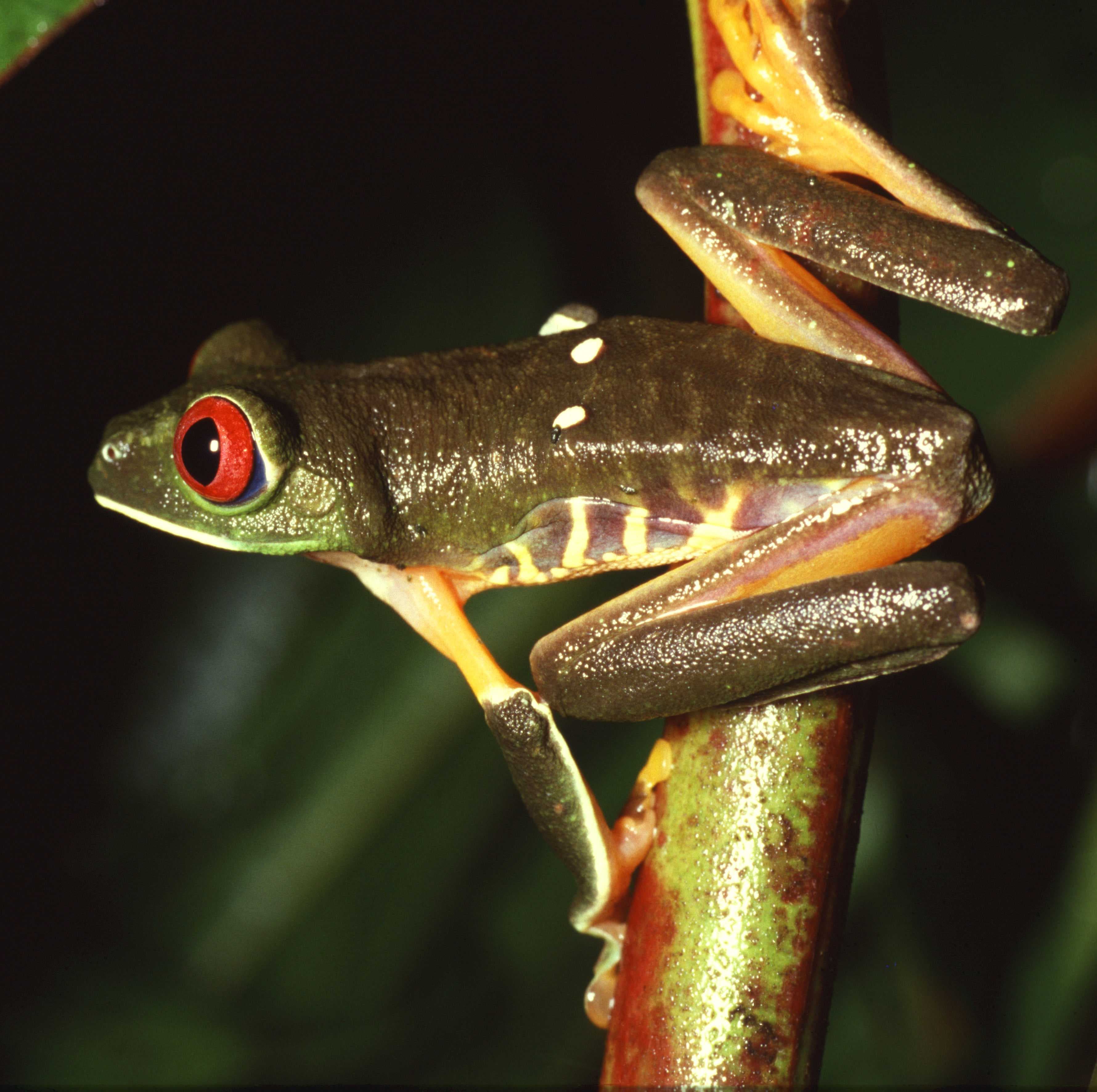 Agalychnis callidryas