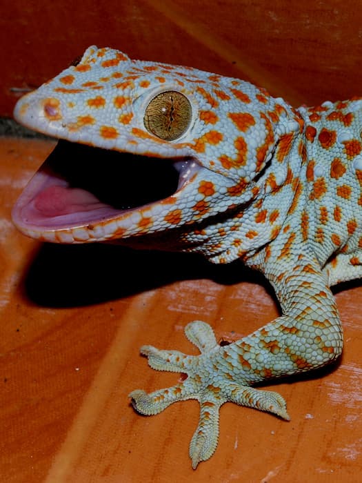Gekko gecko