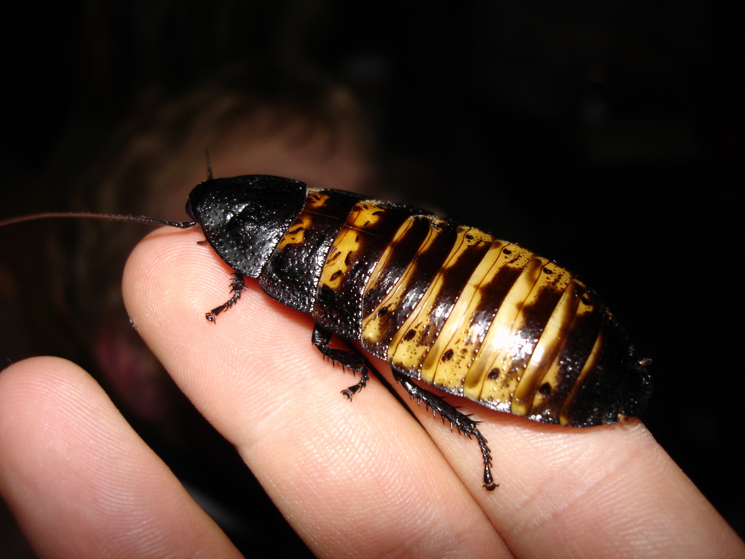 Gromphadorhina portentosa