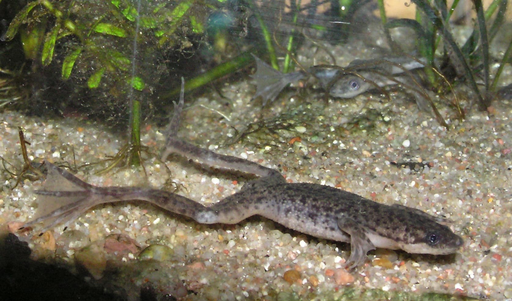 Hymenochirus curtipes