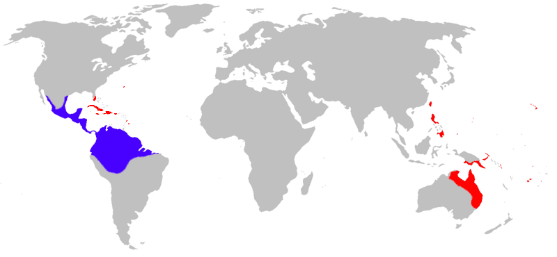 Rhinella marina