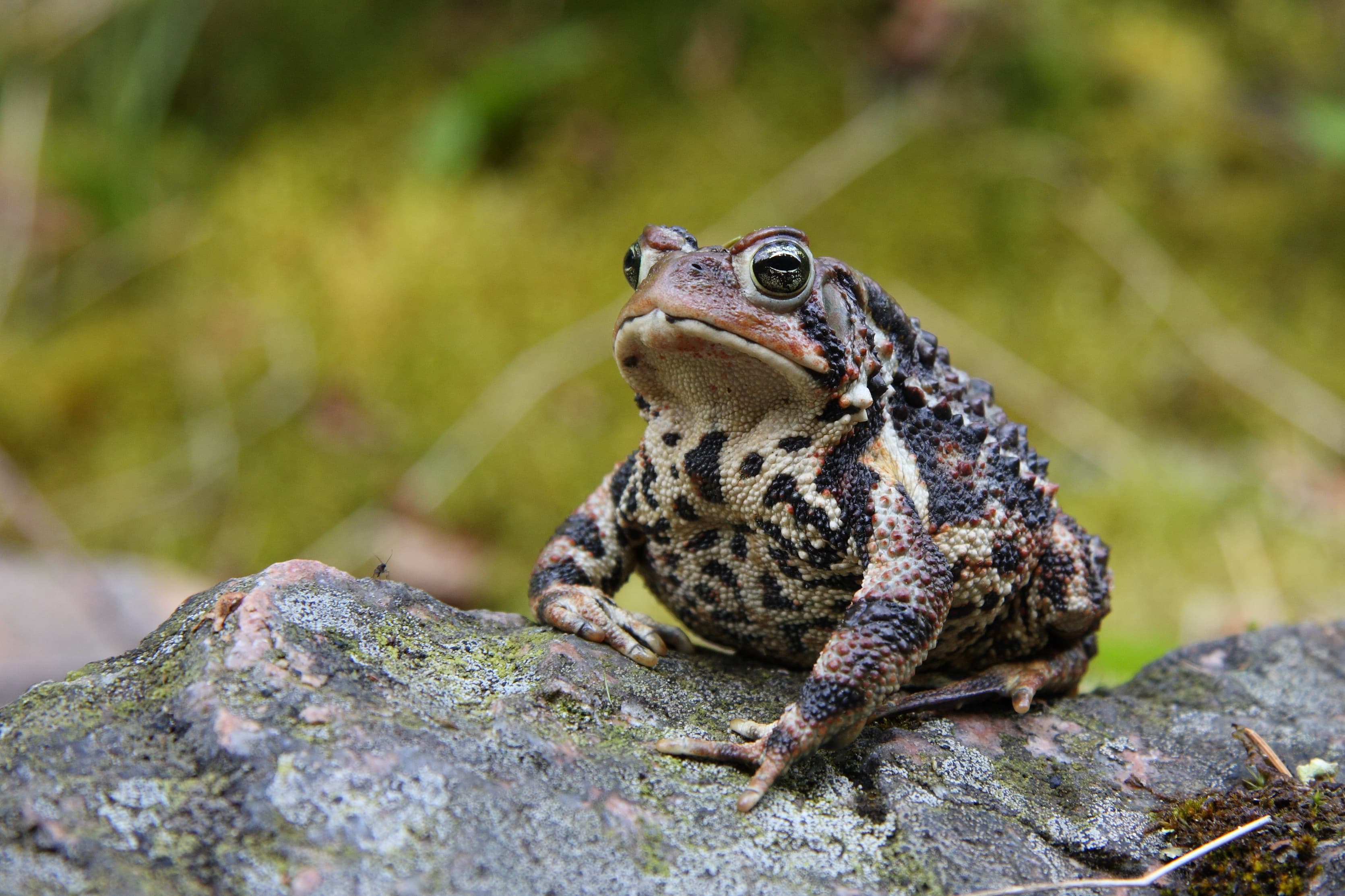 Anaxyrus americanus americanus