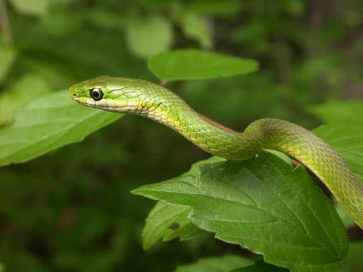 Opheodrys aestivus Linnaeus, 1766