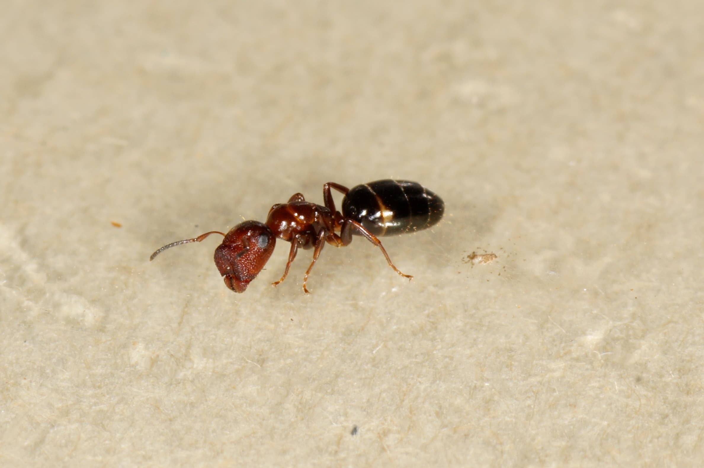 Colobopsis truncata
