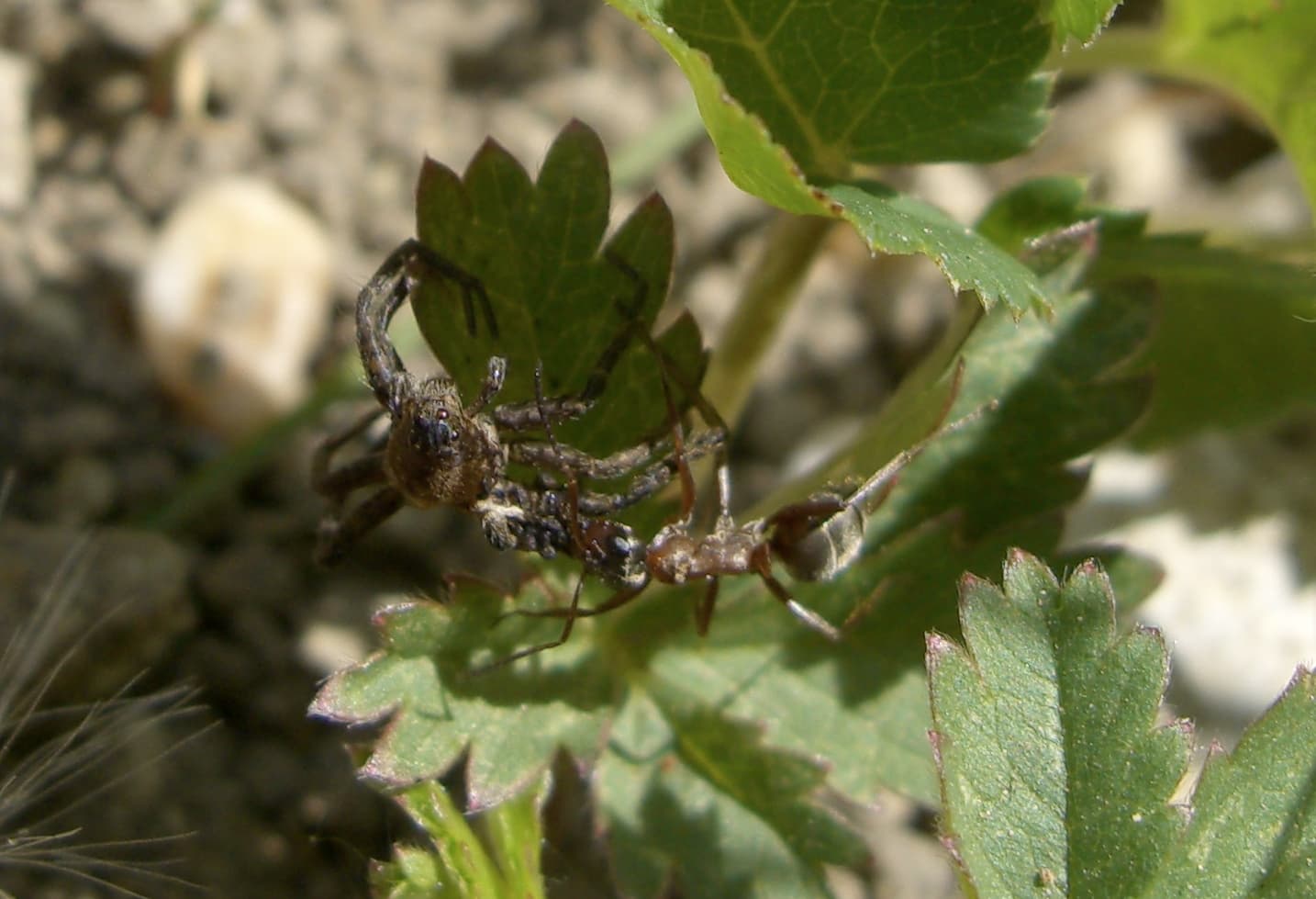 Formica sanguinea