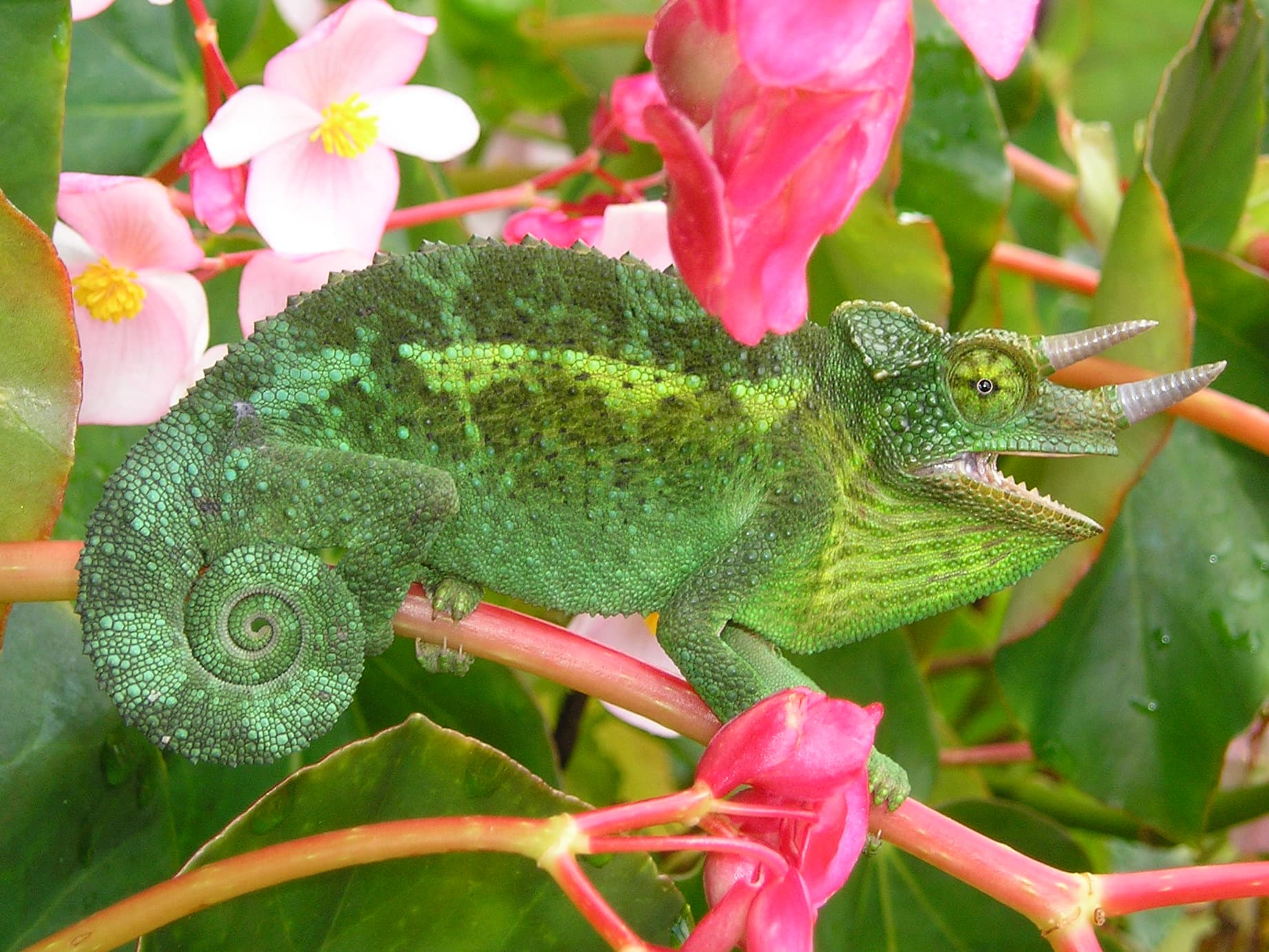 Trioceros jacksonii jacksonii