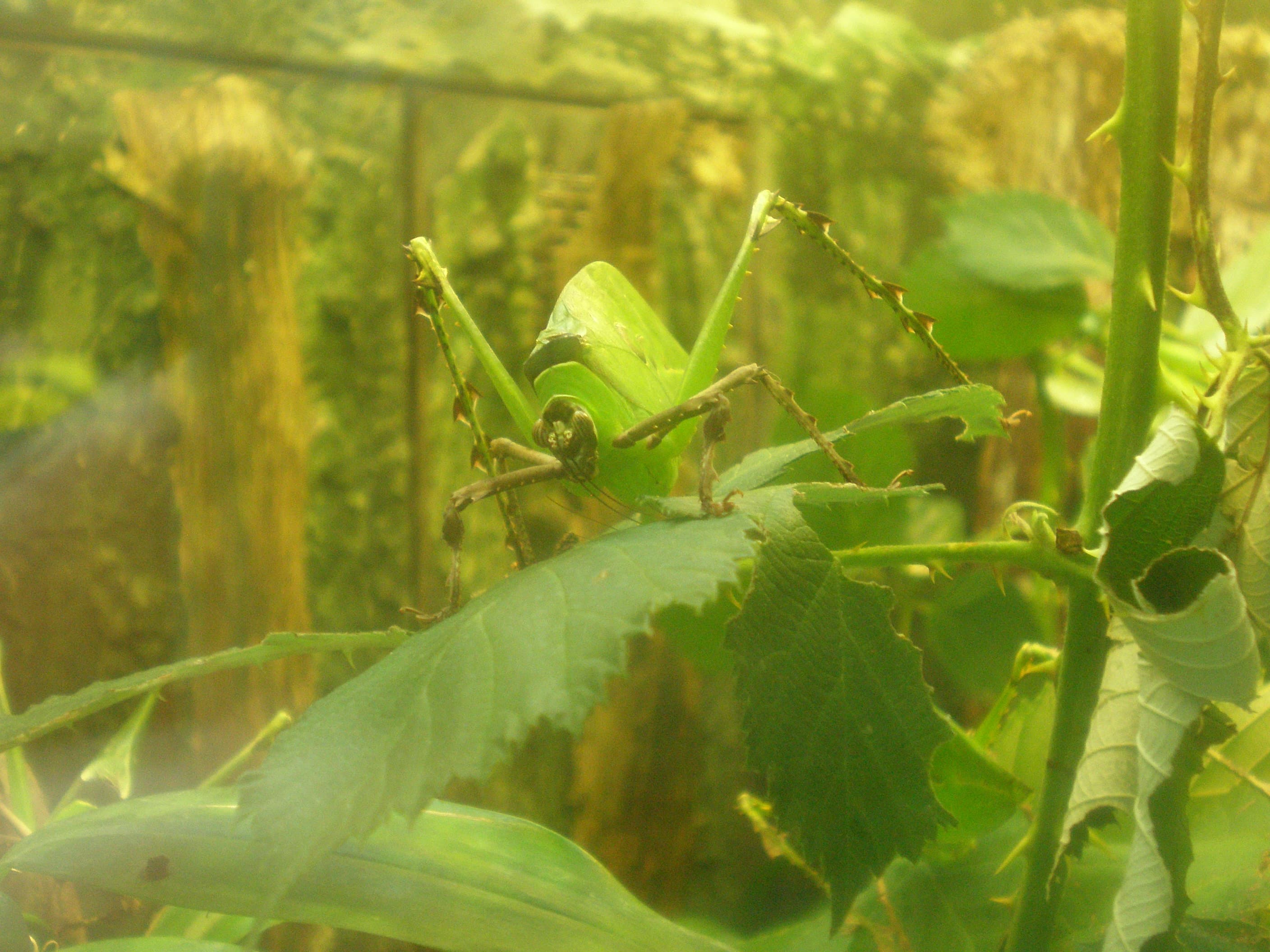Ancylecha fenestrata 
