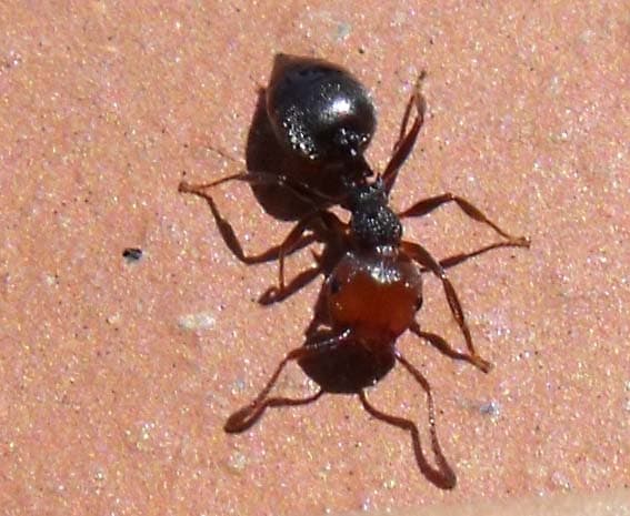 Crematogaster scutellaris 