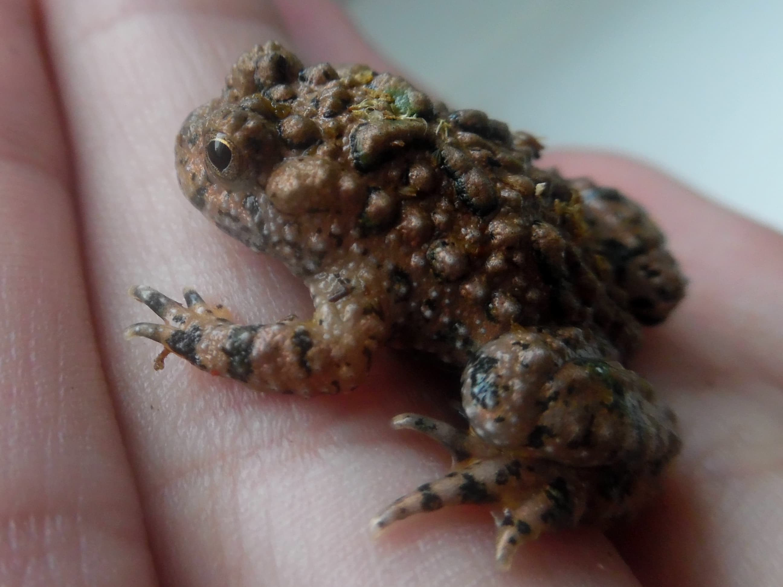 Bombina maxima 