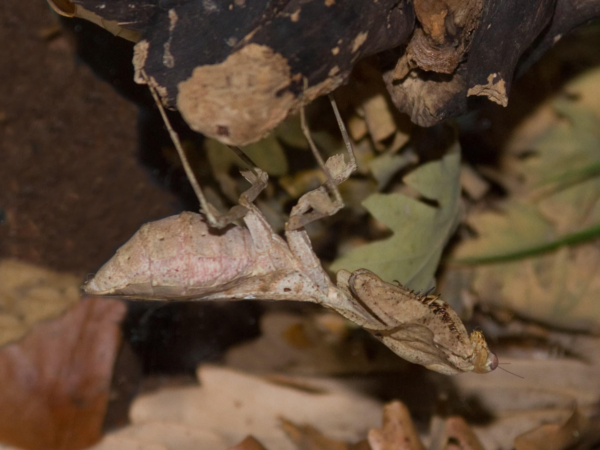 Deroplatys desiccata