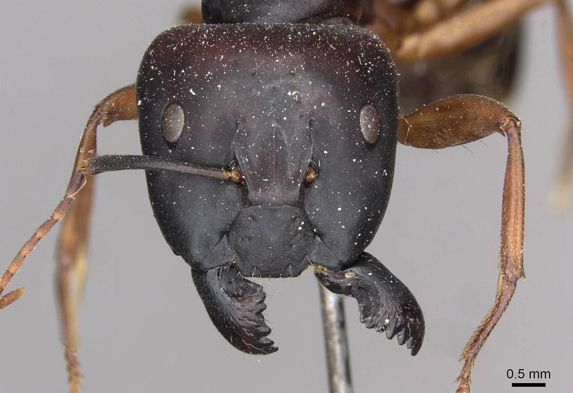 Camponotus siemsseni 