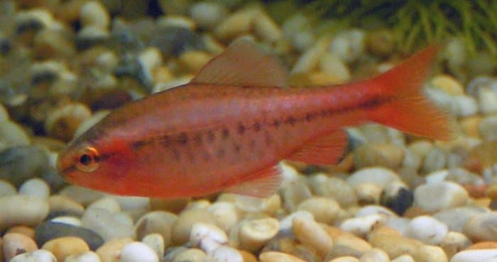 Puntius titteya