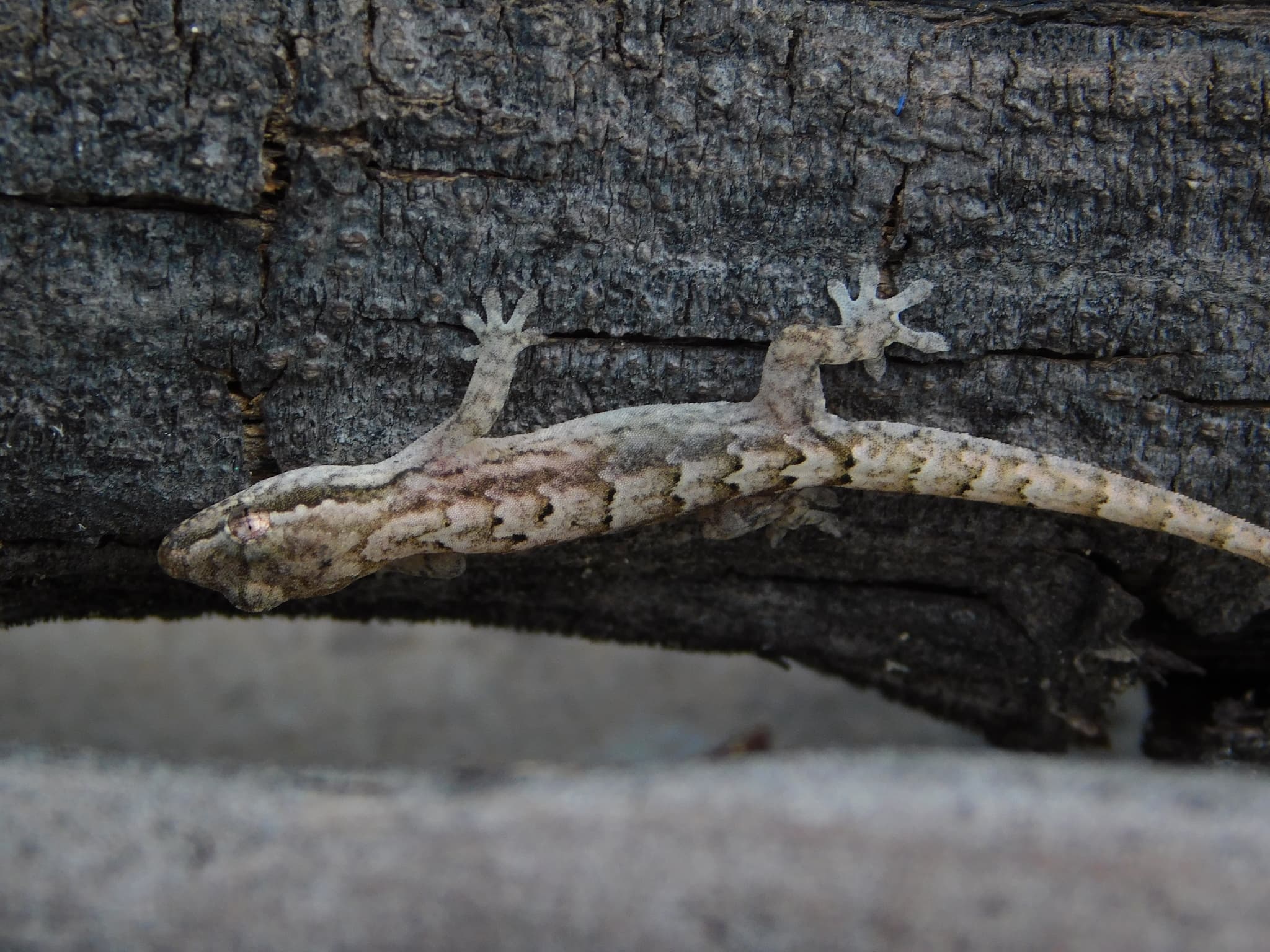 Lepidodactylus lugubris