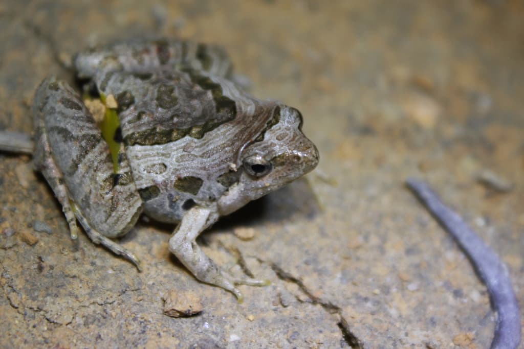Microhyla pulchra 