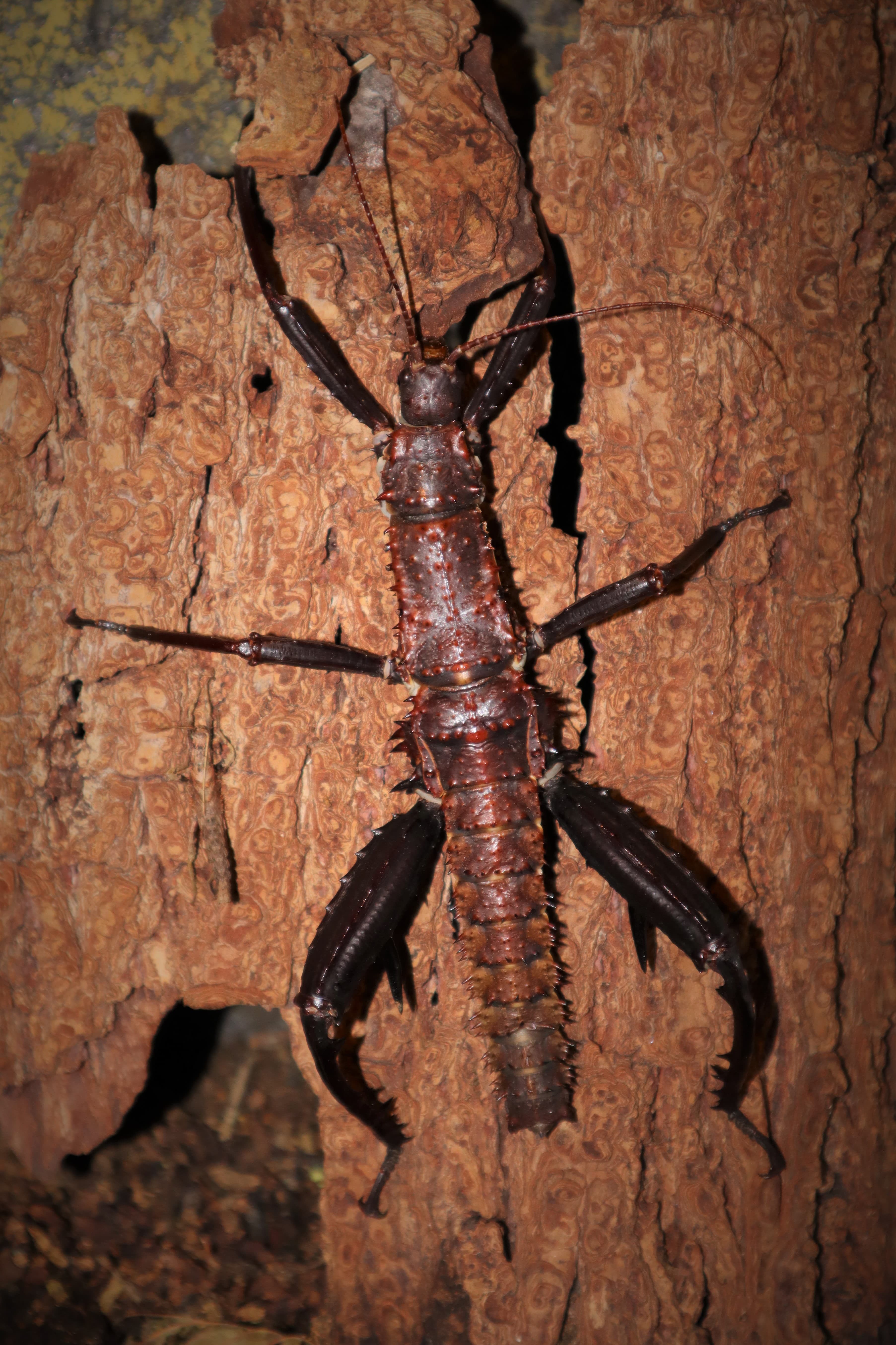 Eurycantha horrida