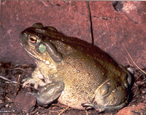 Incilius alvarius 