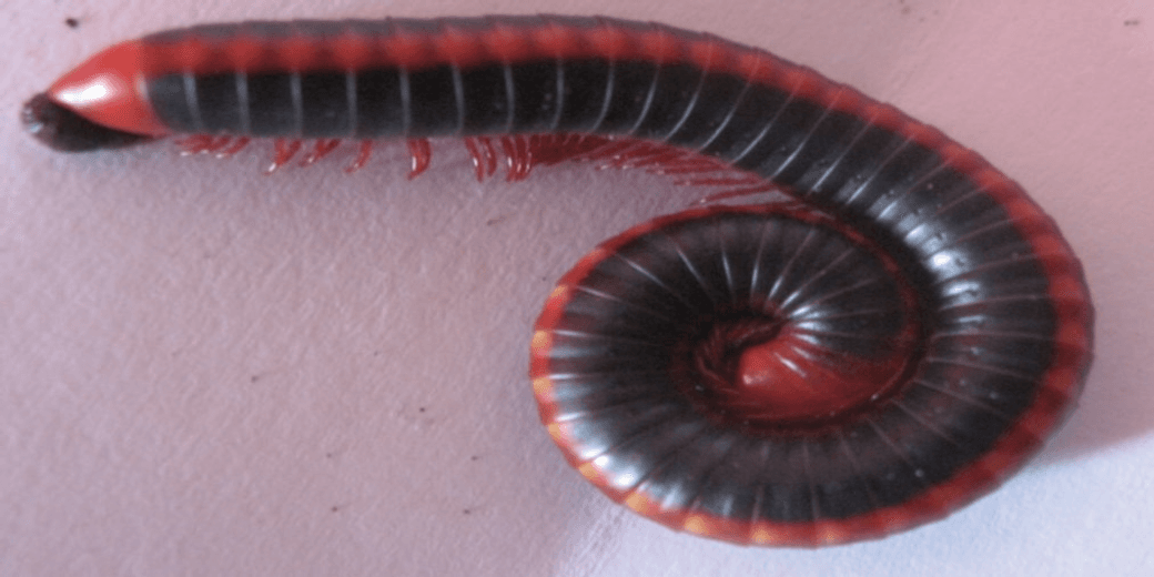 Xenobolus carnifex (Fabricius, 1775)