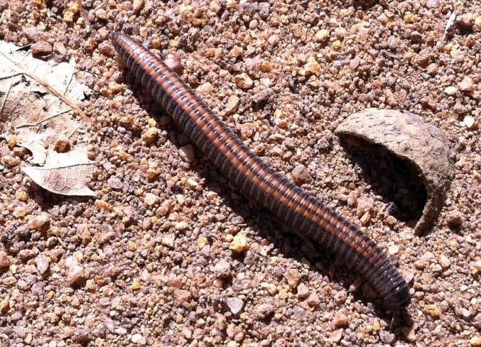 Ommatoiulus sabulosus (Linnaeus, 1758)