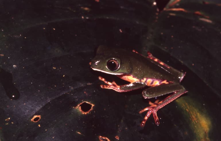Callimedusa tomopterna