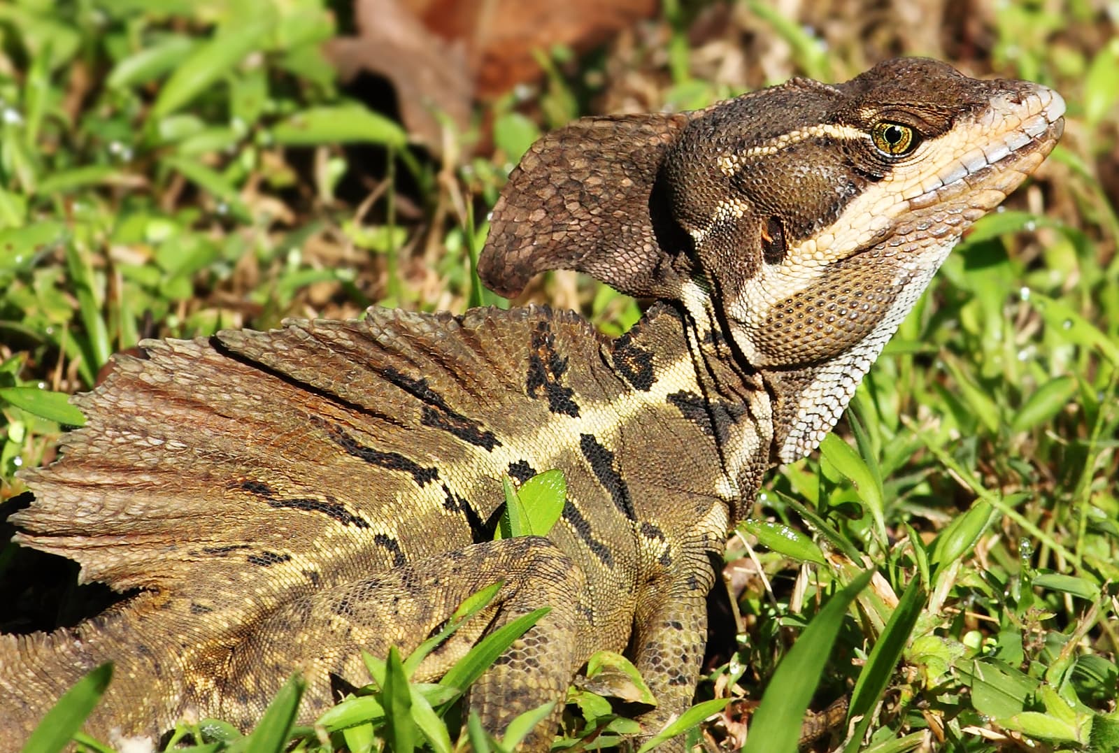Basiliscus vittatus