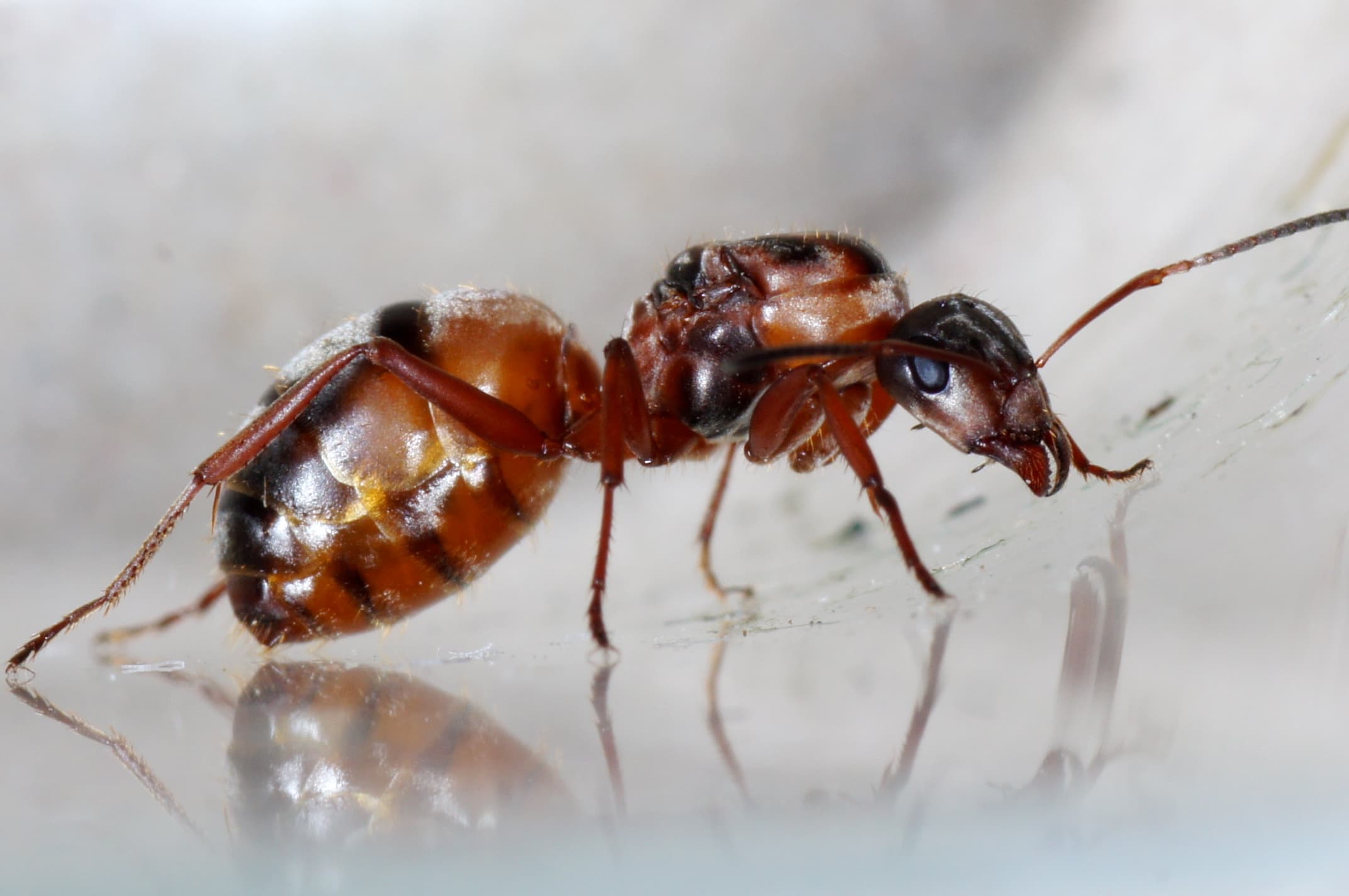 Formica rufibarbis