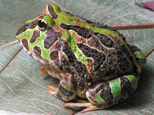 Ceratophrys stolzmanni