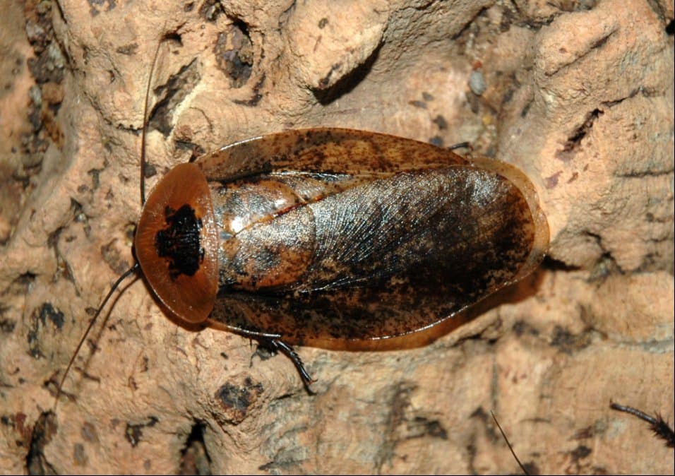 Archimandrita tesselata