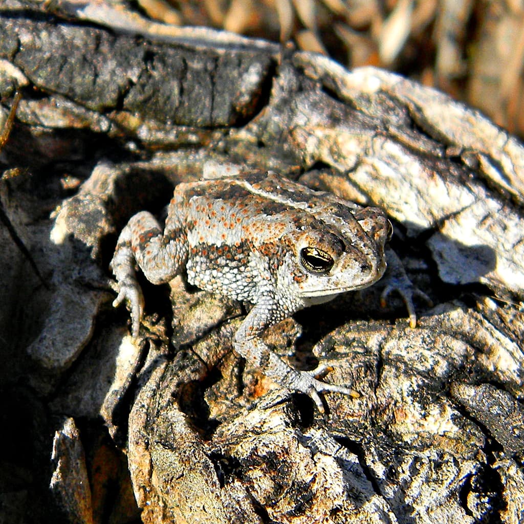 Anaxyrus quercicus