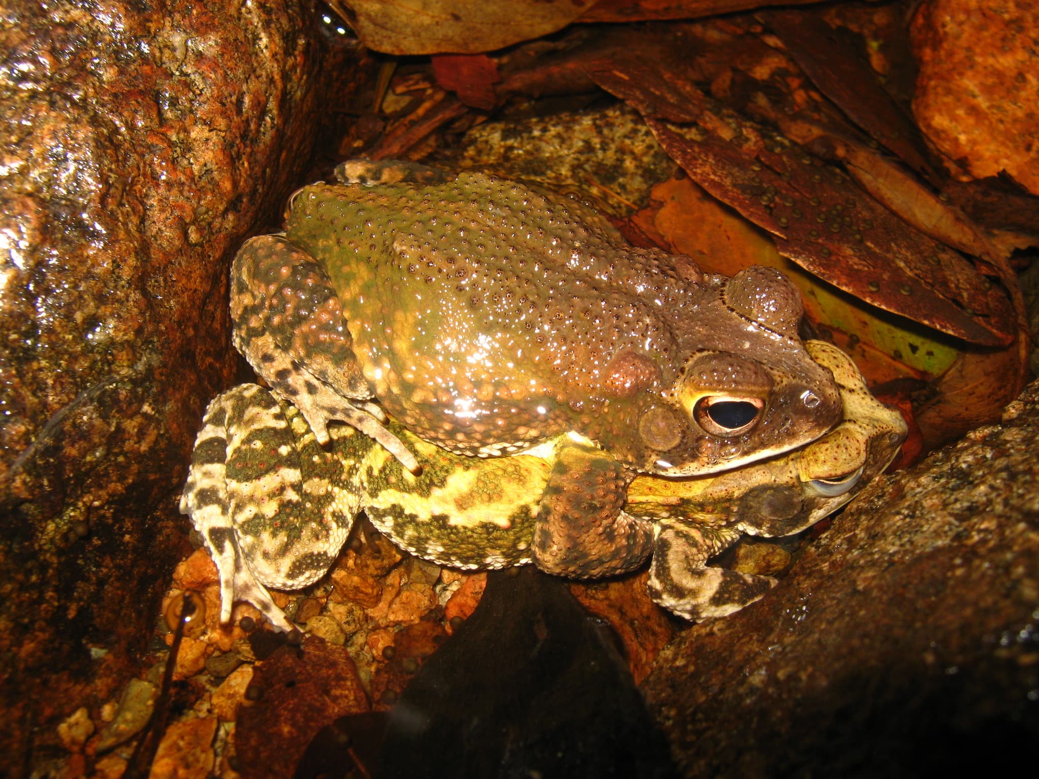 Incilius marmoreus 