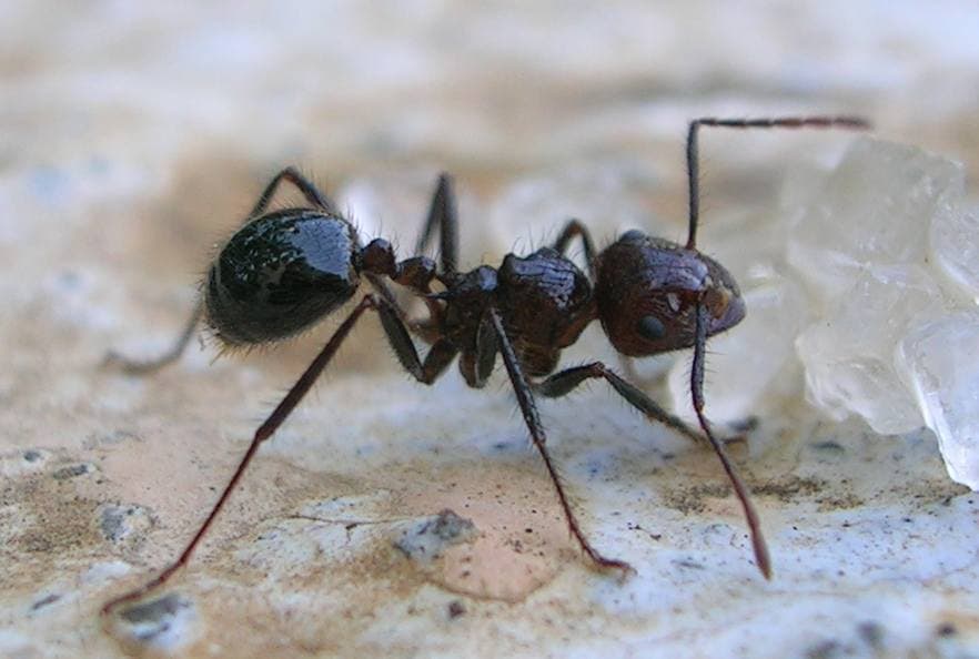 Myrmicaria brunnea 