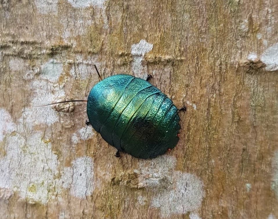 Pseudoglomeris magnifica