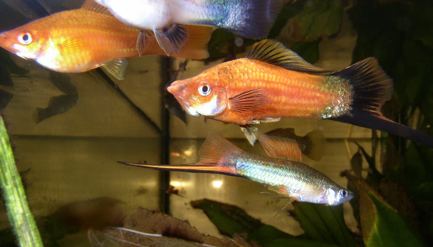 Xiphophorus helleri