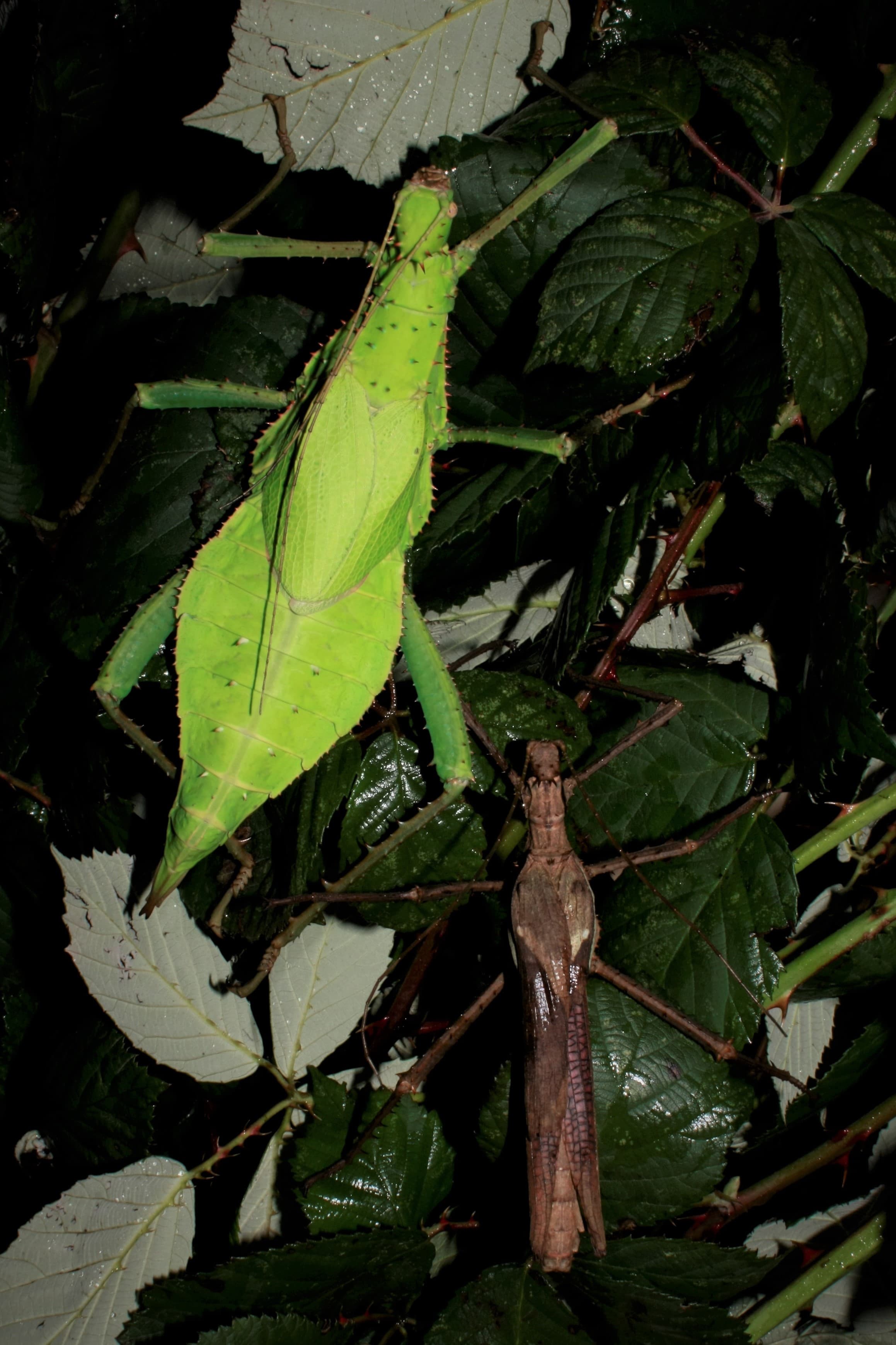 Heteropteryx dilatata