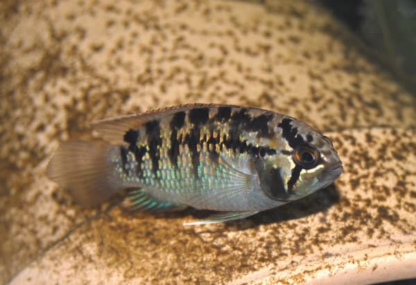 Ivanacara adoketa