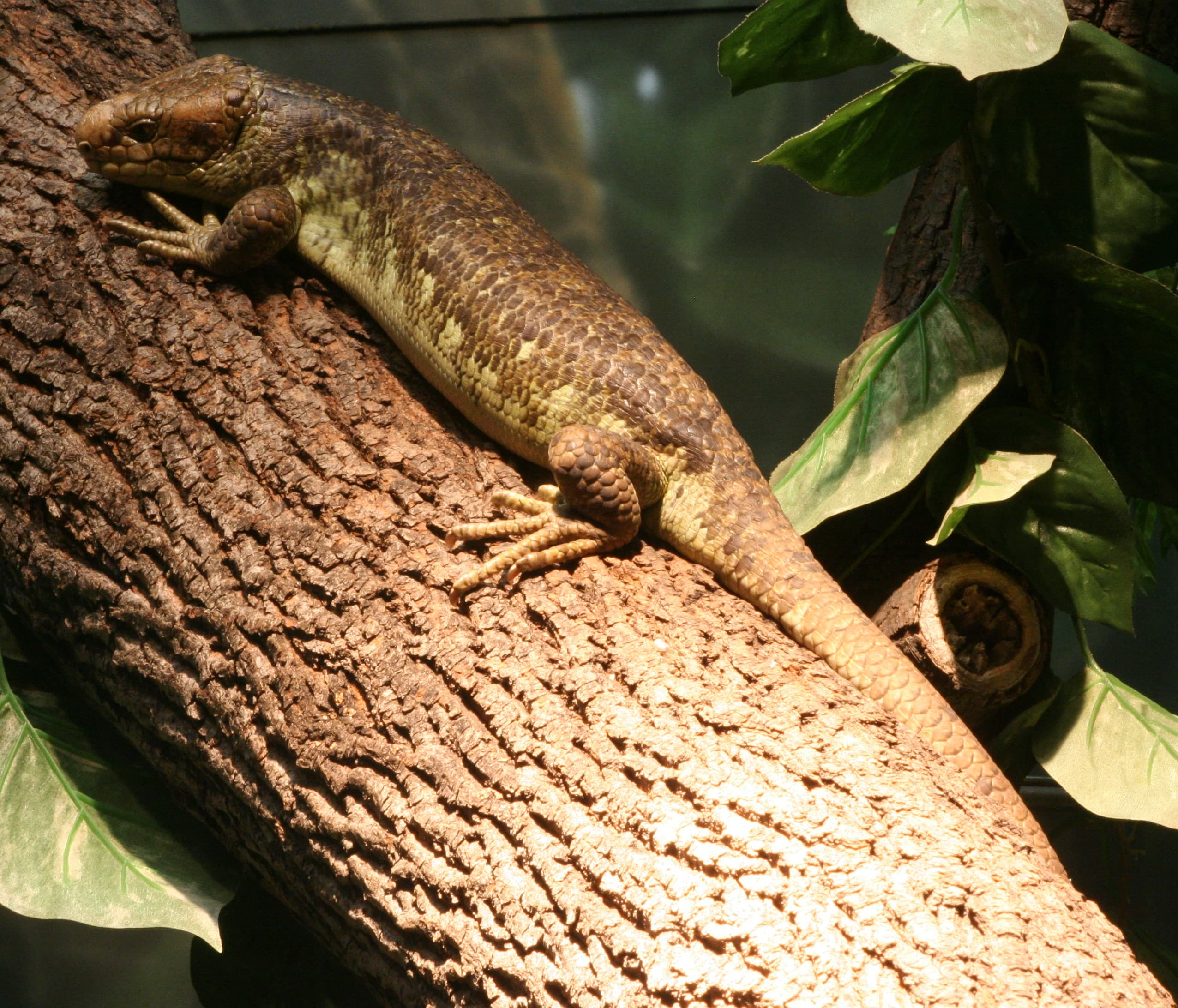 Corucia zebrata