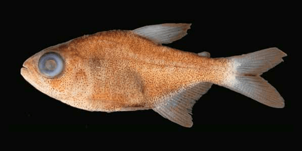 Hyphessobrycon eilyos