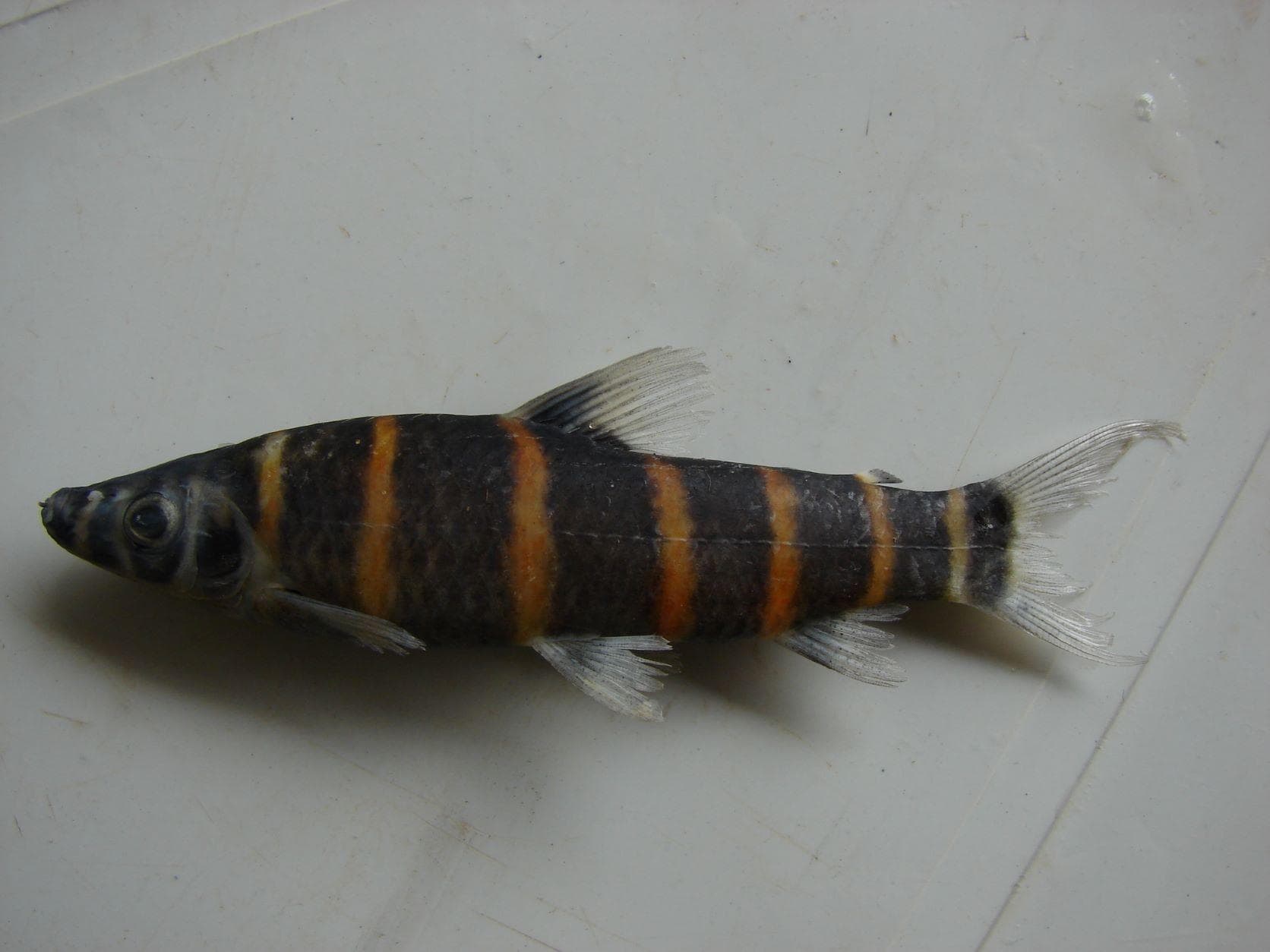 Synaptolaemus latofasciatus