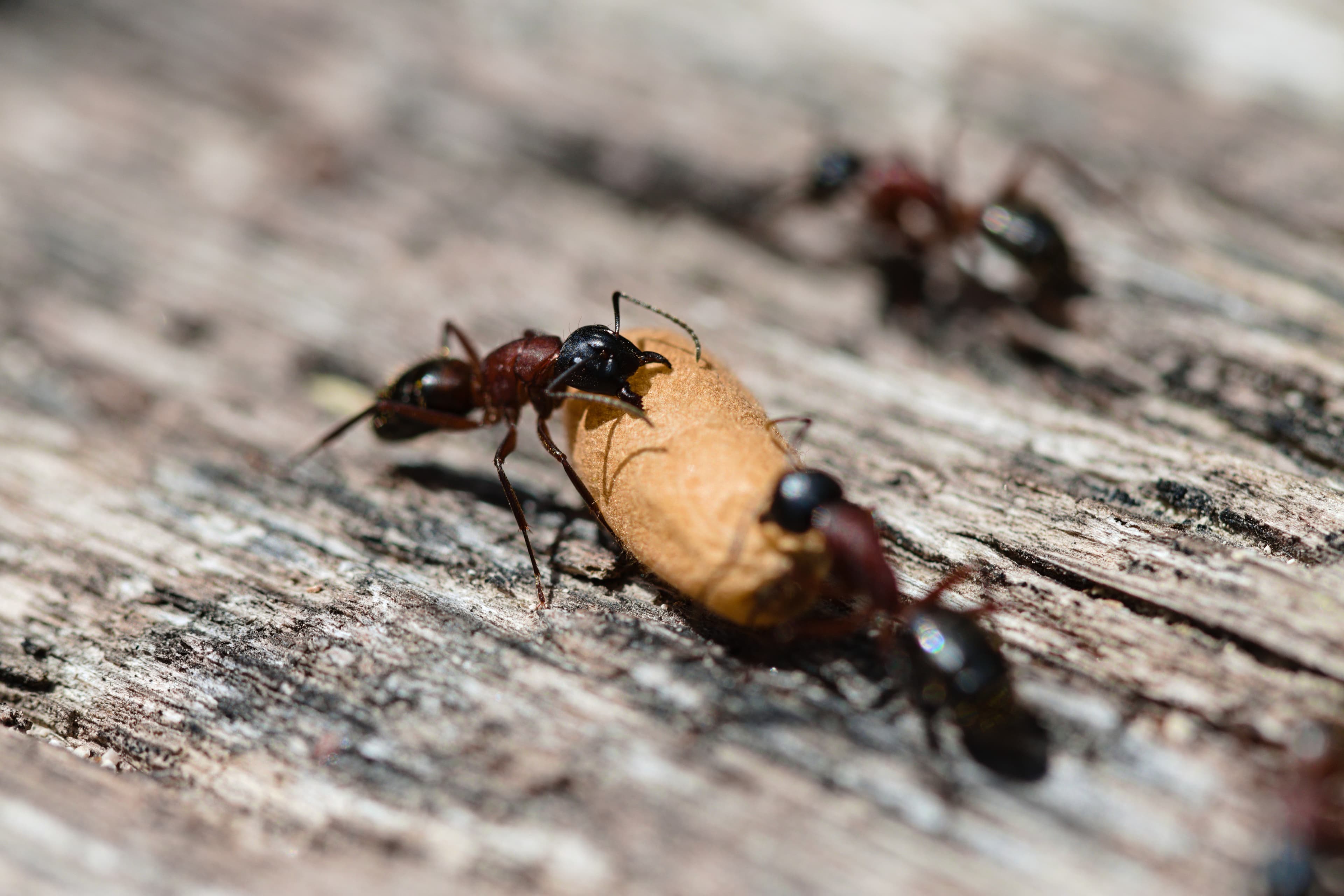 Camponotus ligniperdus 