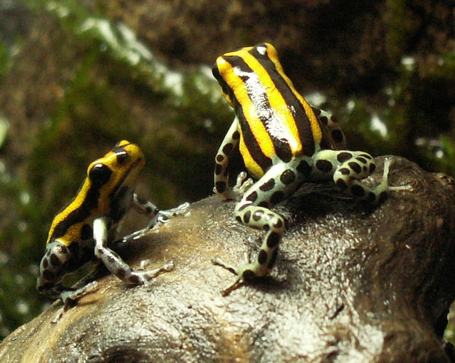 Ranitomeya sirensis