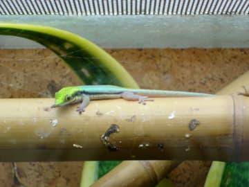 Phelsuma klemmeri