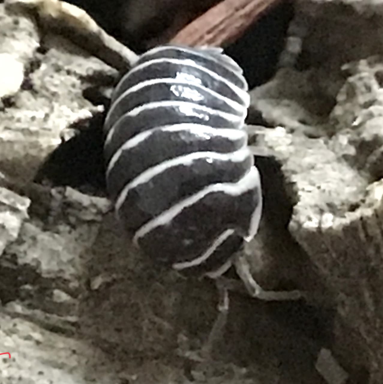 Armadillidium maculatum