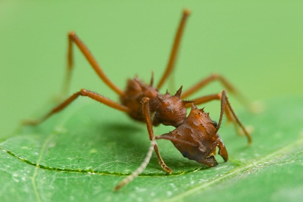 Acromyrmex octospinosus