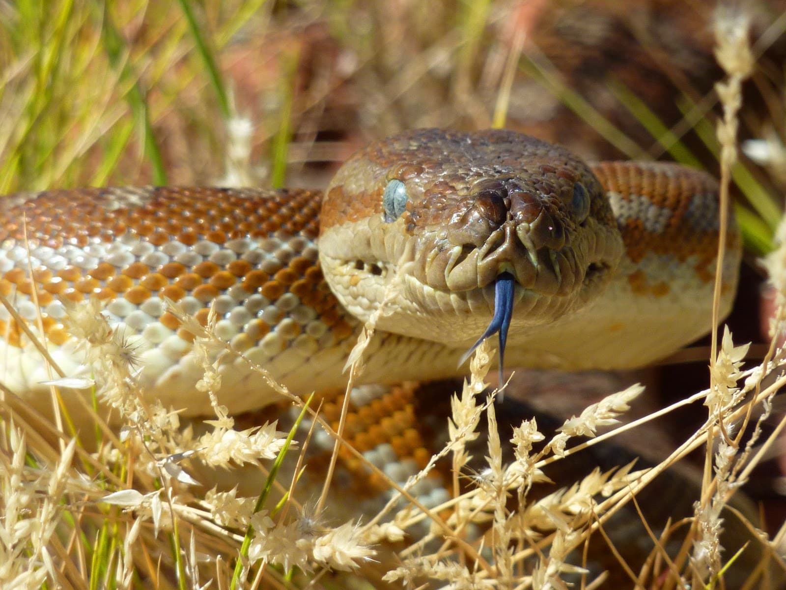 Morelia bredli 