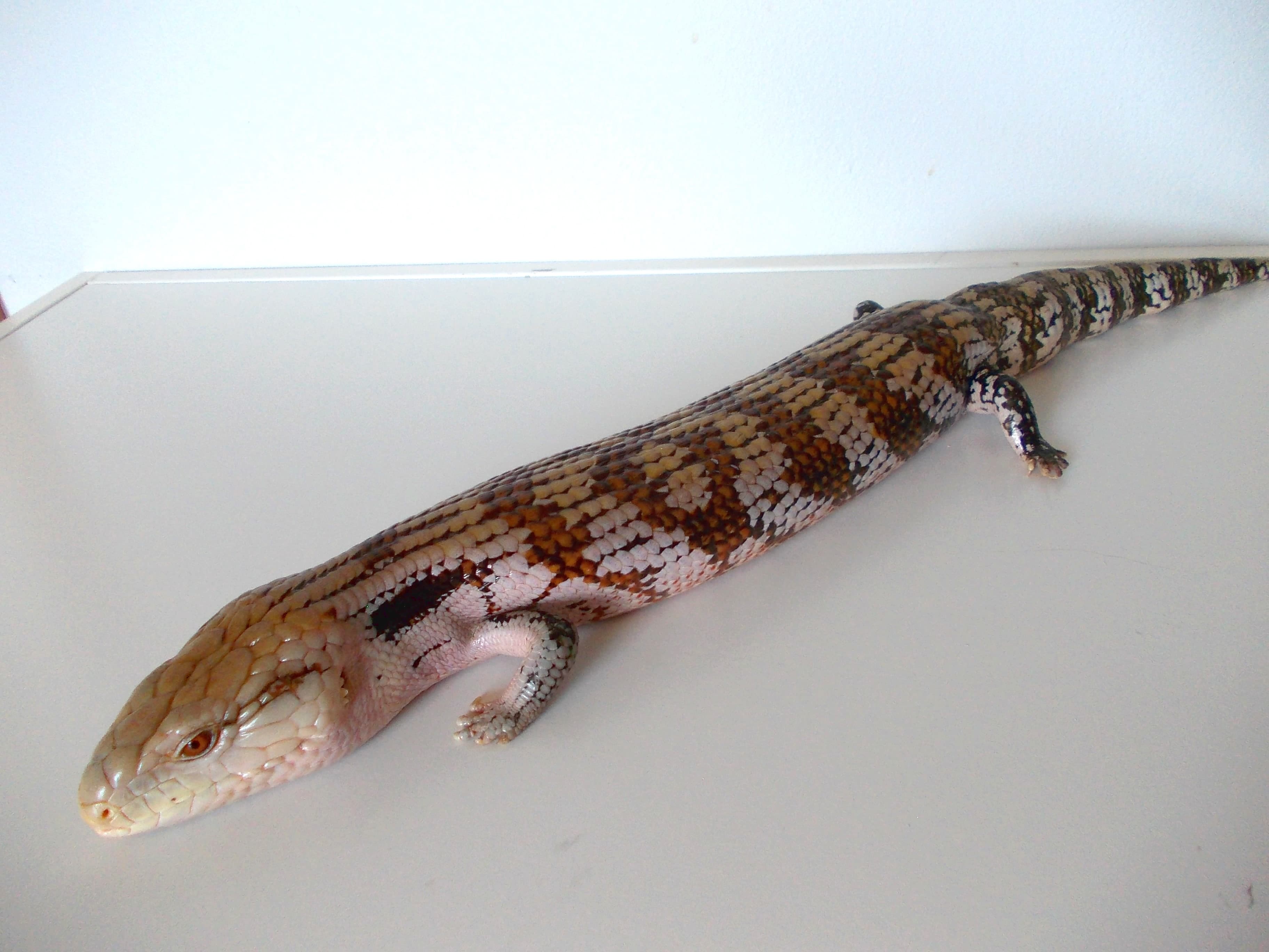 Tiliqua sp.