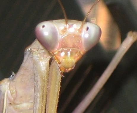 Hierodula membranacea