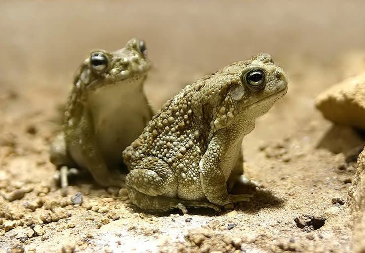 Sclerophrys regularis