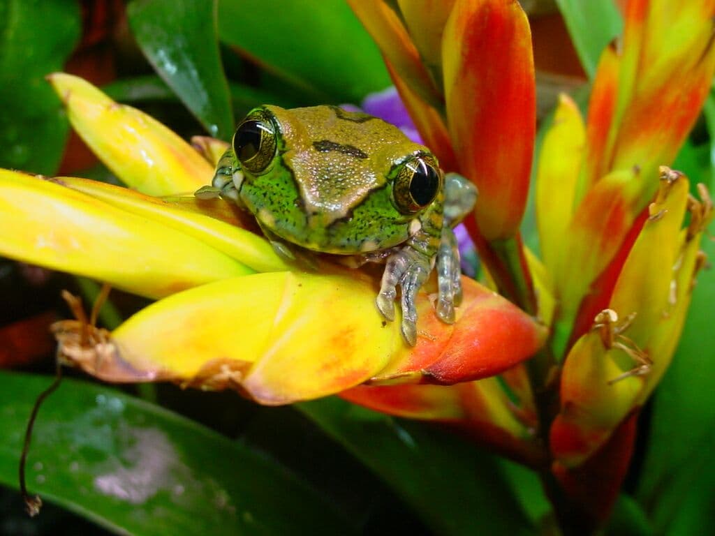 Leptopelis vermiculatus 