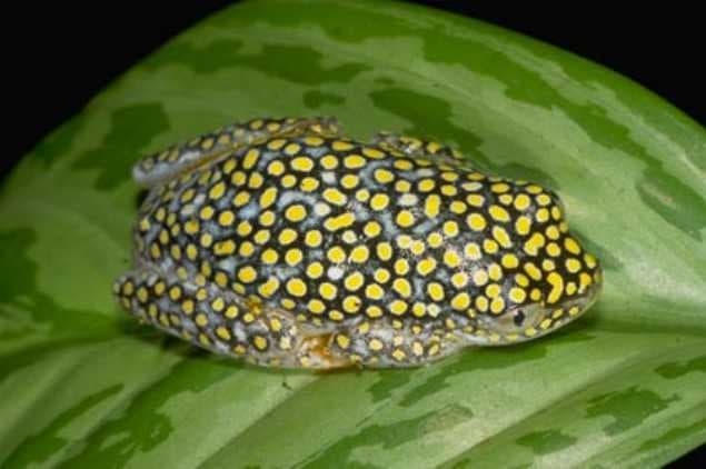Heterixalus alboguttatus